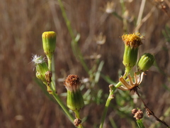Senecio pubigerus