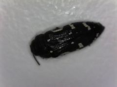 Acmaeodera ornata