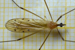 Limonia phragmitidis