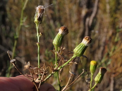 Senecio pubigerus