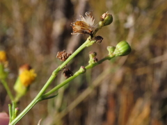 Senecio pubigerus