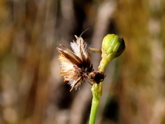 Senecio pubigerus