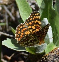 Chlosyne gabbii atrifasciata