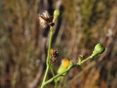 Senecio pubigerus