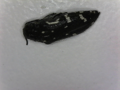 Acmaeodera ornata