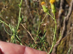Senecio pubigerus