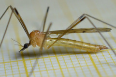 Limonia phragmitidis