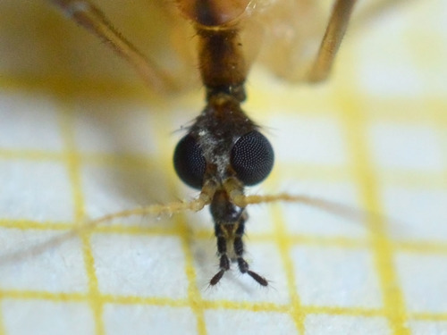 Moerasdriestip, photo 7 of 8