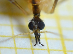 Limonia phragmitidis