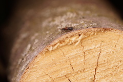 Phymatodes alni
