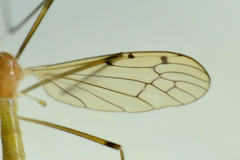 Limonia phragmitidis