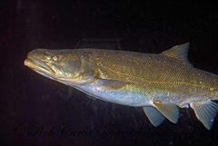 Ptychocheilus lucius