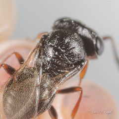 Trissolcus
