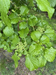 Hydrangea petiolaris