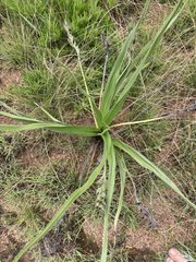 Hypoxis obtusa