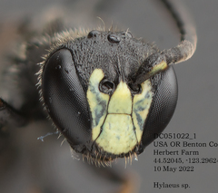 Hylaeus mesillae