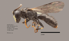 Hylaeus mesillae