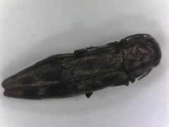Agrilus lecontei