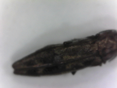 Agrilus lecontei