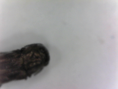 Agrilus lecontei