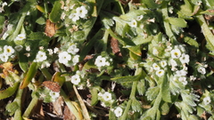 Plagiobothrys undulatus