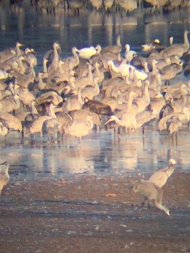 Whooping Crane photographed in Tennessee