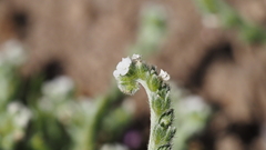 Plagiobothrys undulatus