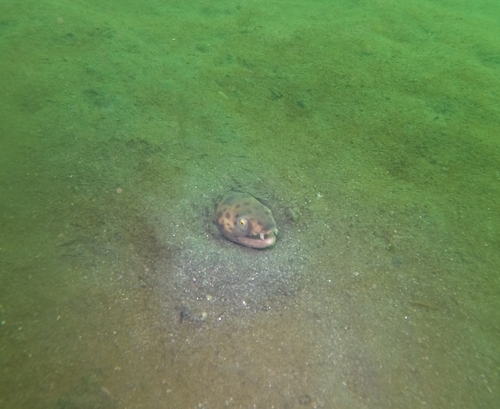 Pacific snake eel
