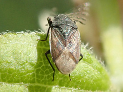 Drymus sylvaticus