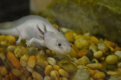 Ambystoma mexicanum
