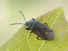 Drymus sylvaticus