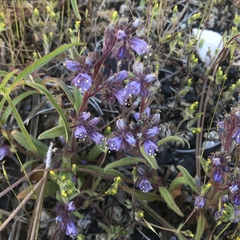 Phacelia humilis
