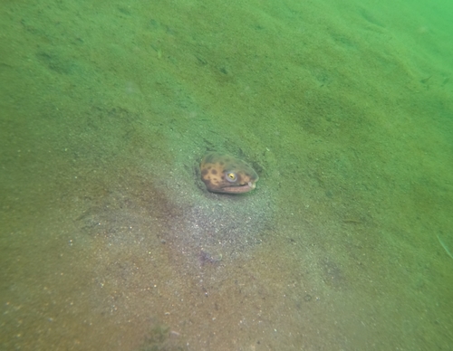 Pacific snake eel (Ophichthus triserialis) — Ophichthidae