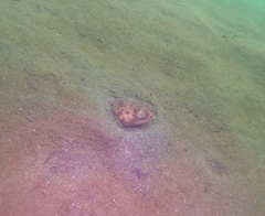 Ophichthus triserialis