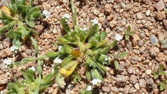 Plagiobothrys collinus fulvescens