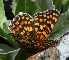 Chlosyne gabbii atrifasciata