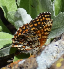 Chlosyne gabbii atrifasciata