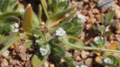 Plagiobothrys collinus fulvescens