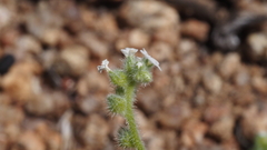 Plagiobothrys collinus fulvescens