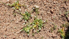 Plagiobothrys collinus fulvescens