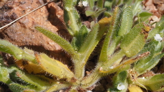 Plagiobothrys collinus fulvescens