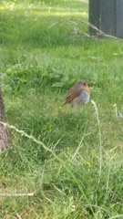 Erithacus rubecula