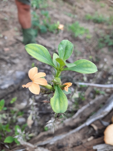 Barleria ameliae image