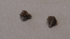 Plagiobothrys collinus fulvescens