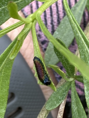 Groundselbush beetle photo 5