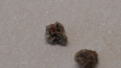 Plagiobothrys collinus fulvescens