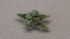 Plagiobothrys collinus fulvescens