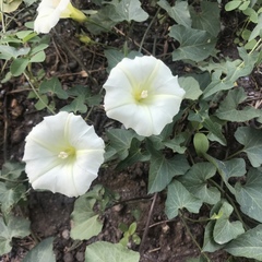 Calystegia occidentalis