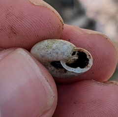 Triodopsis tridentata