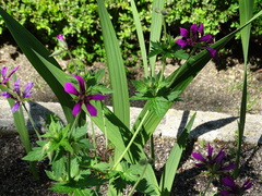 Geranium psilostemon